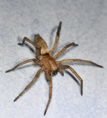Réf. 273 384 : Drassodes sp.